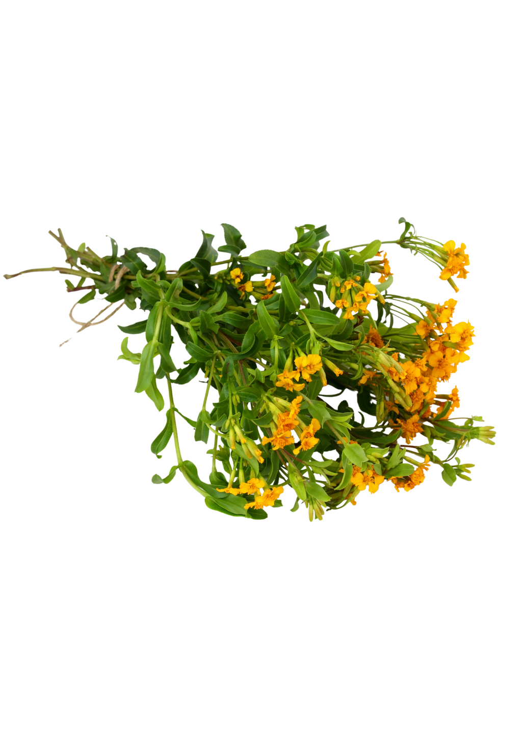 Mexican Tarragon (Tagetes lucida)