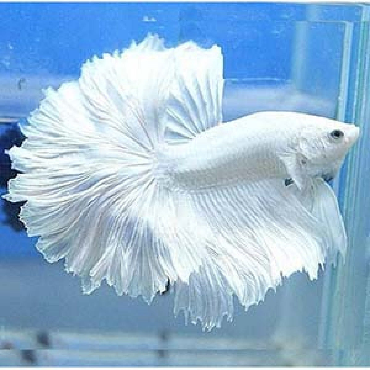 White Halfmoon Betta | The Ivory Prince