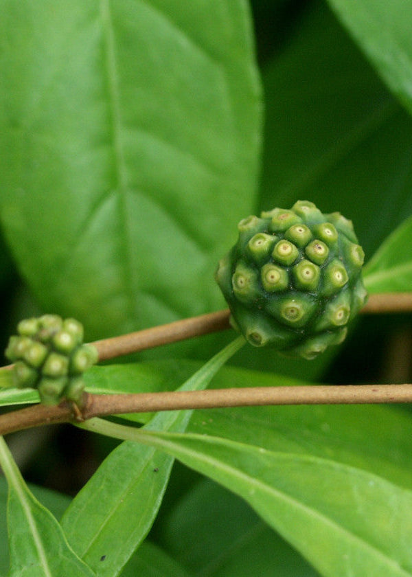 Mouse’s Pineapple (Morinda royoc)