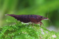 Chocolate Shrimp | The Sunken Garden’s Little Chocolatiers