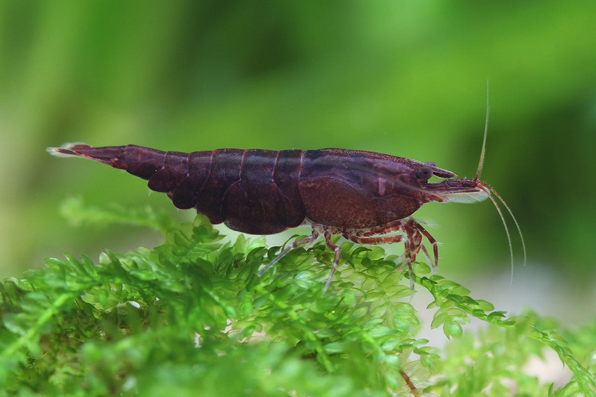 Chocolate Shrimp | The Sunken Garden’s Little Chocolatiers