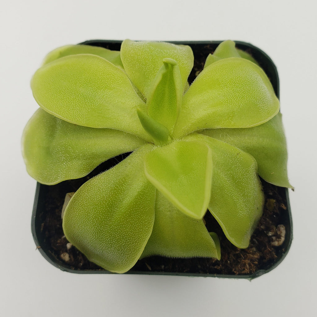 Pinguicula moranensis var. alba x elizabethiae