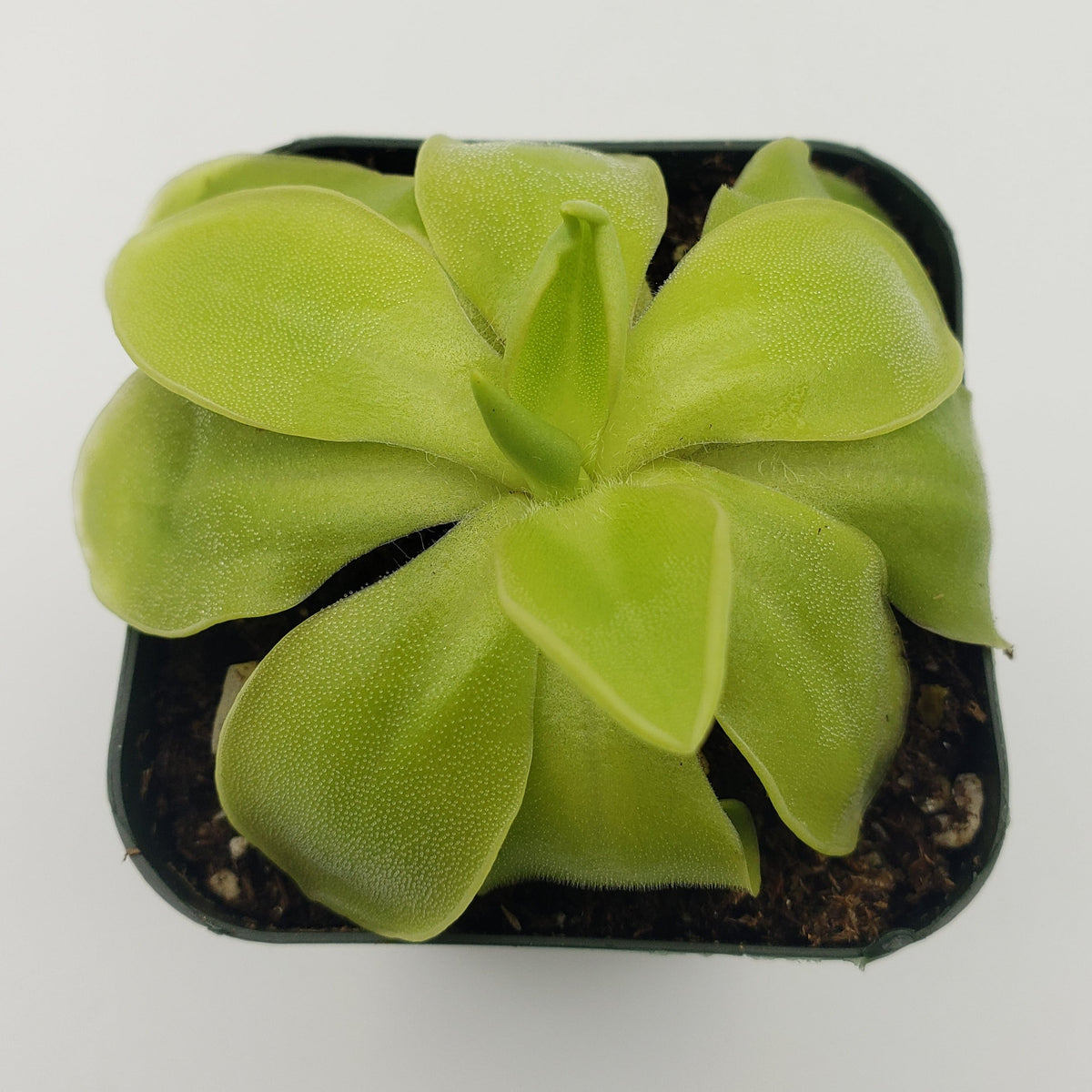 Pinguicula moranensis var. alba x elizabethiae