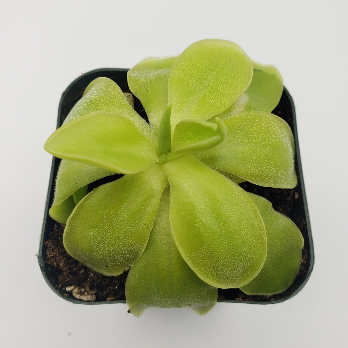 Pinguicula moranensis var. alba x elizabethiae