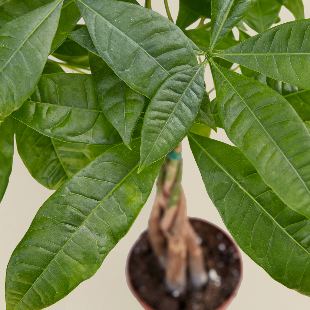 Kevin | Money Tree 'Guiana Chestnut' Pachira Braid