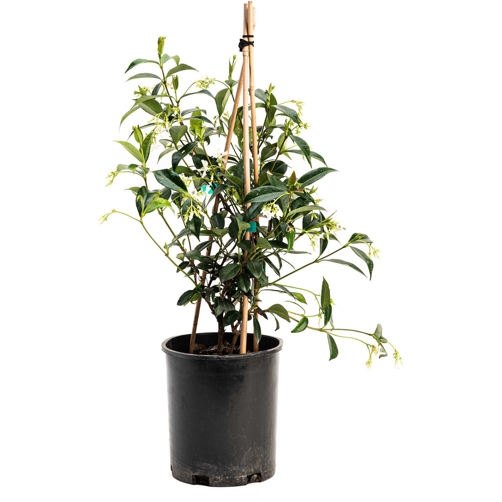 Teran | Star Jasmine