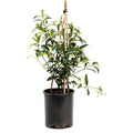 Teran | Star Jasmine
