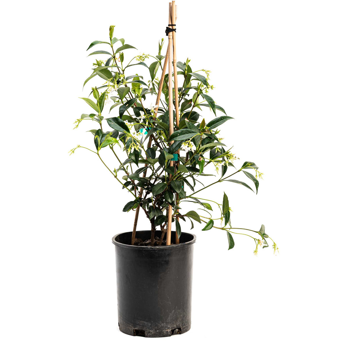 Teran | Star Jasmine