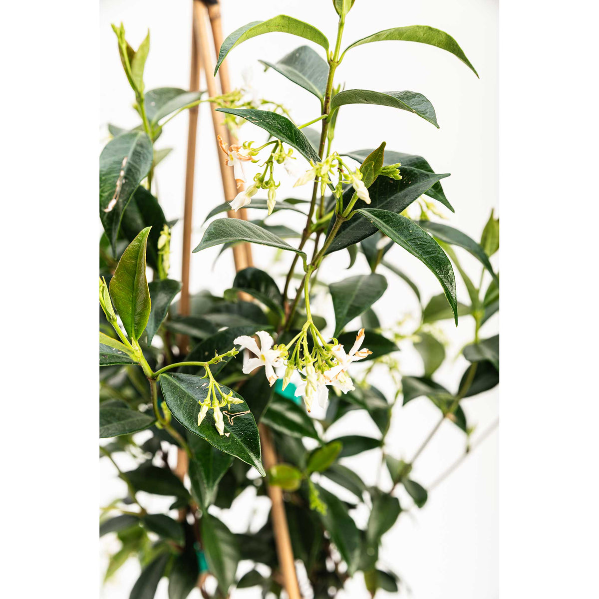 Teran | Star Jasmine