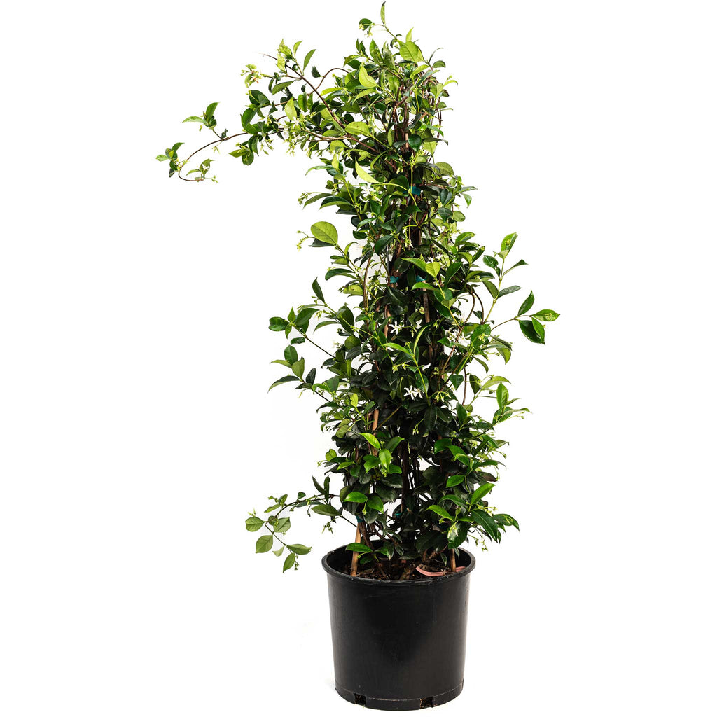 Teran | Star Jasmine