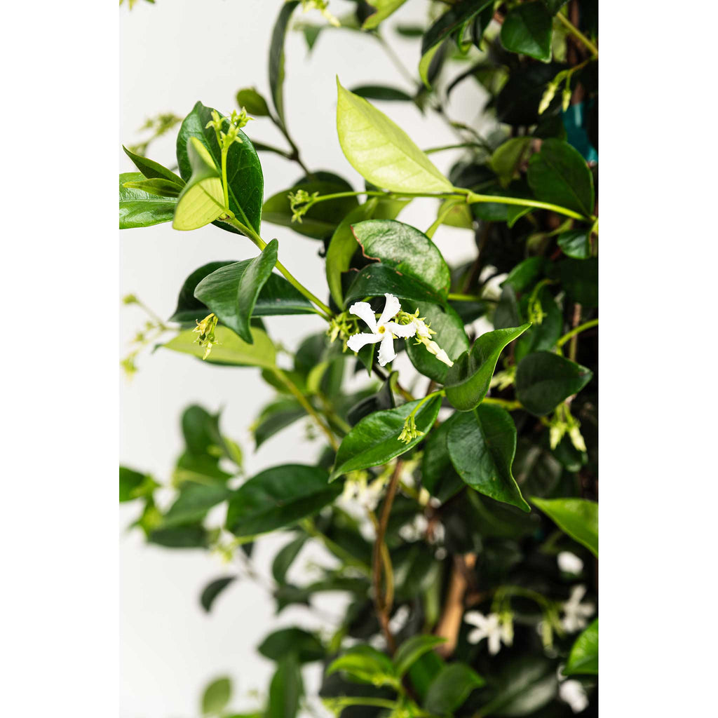 Teran | Star Jasmine