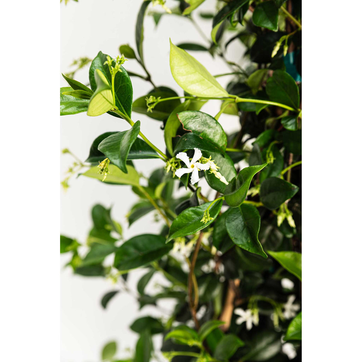 Teran | Star Jasmine