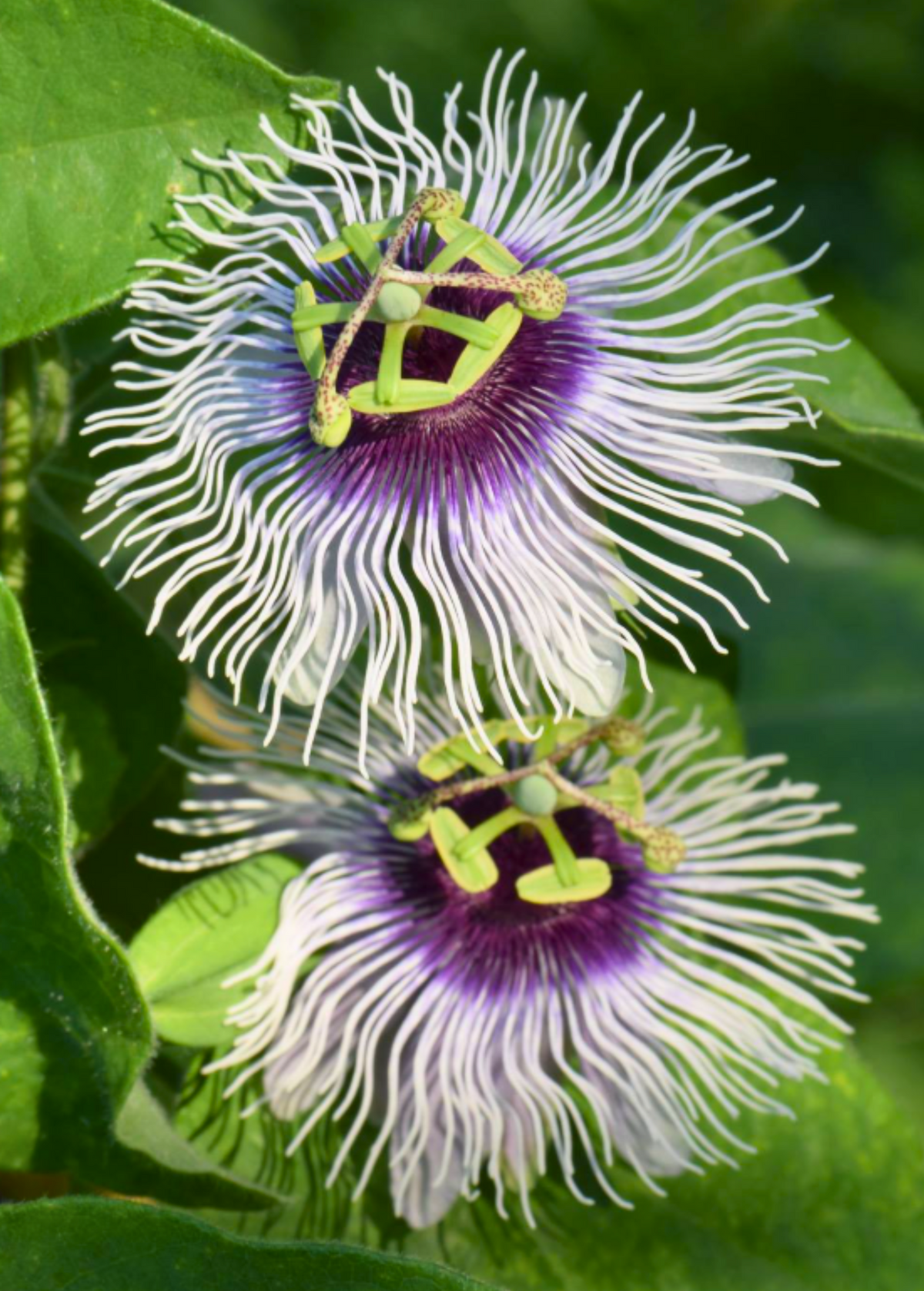 Passion Fruit 'Bounty' (Passiflora edulis)