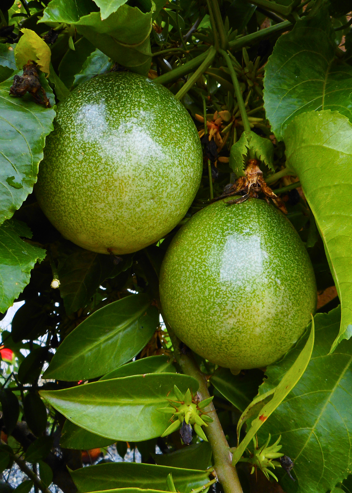 Passion Fruit 'Bounty' (Passiflora edulis)