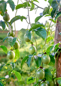 Passion Fruit 'Bounty' (Passiflora edulis)