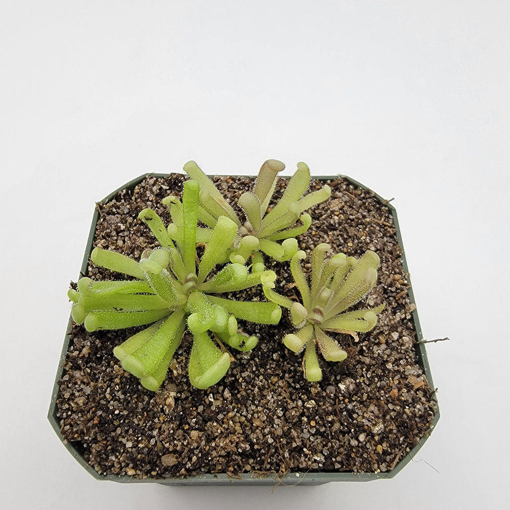 Pinguicula "Baby Medusa"