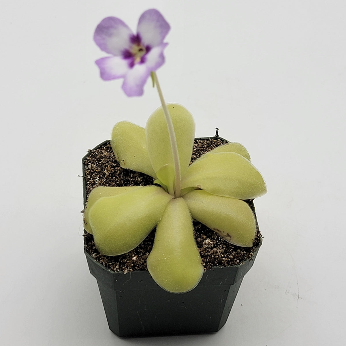 Pinguicula "Bugbane"
