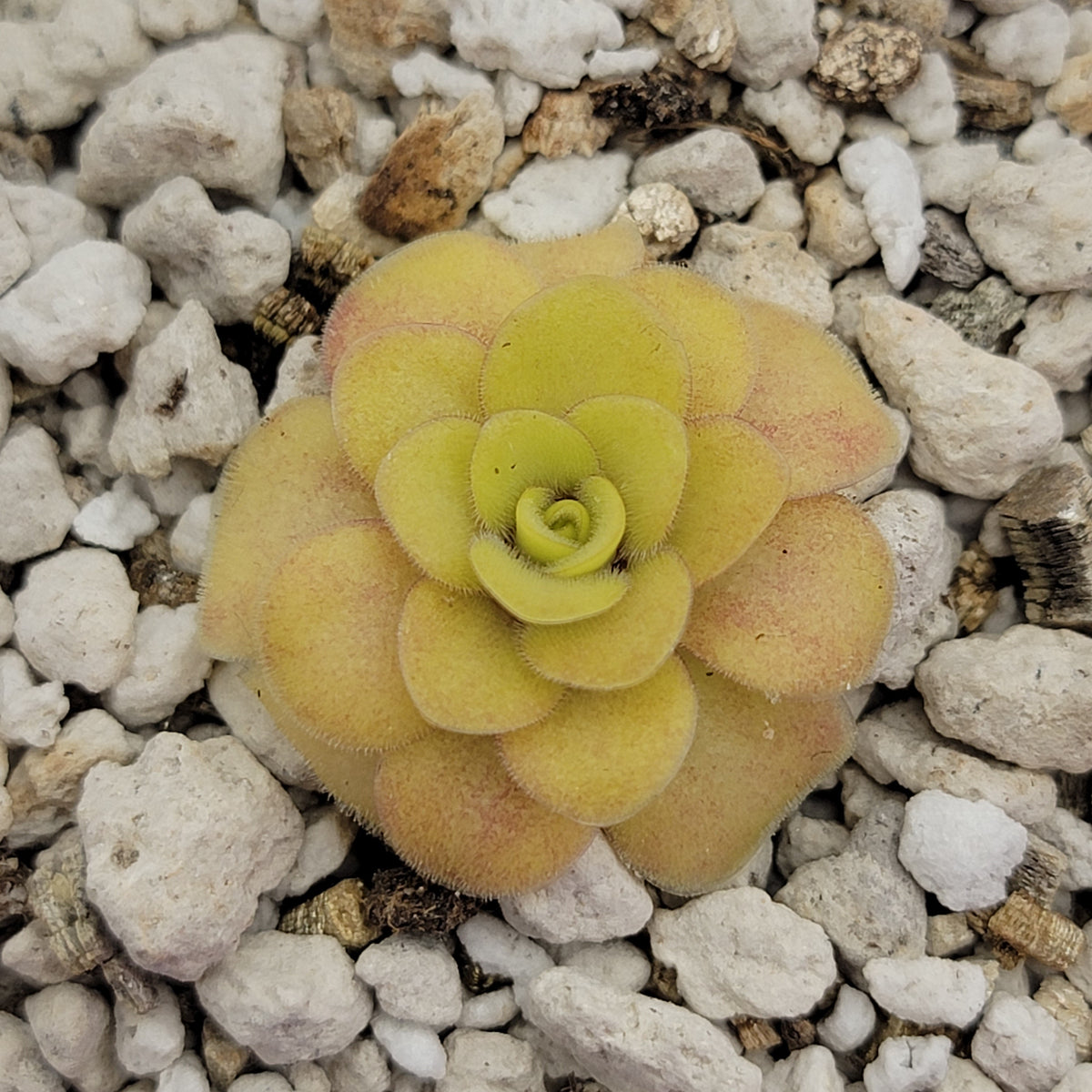 Pinguicula "Bugbane"