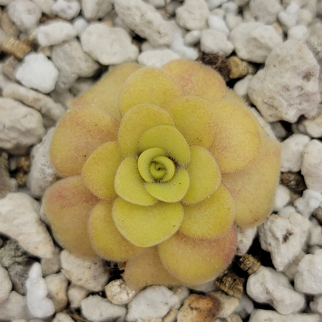Pinguicula "Bugbane"