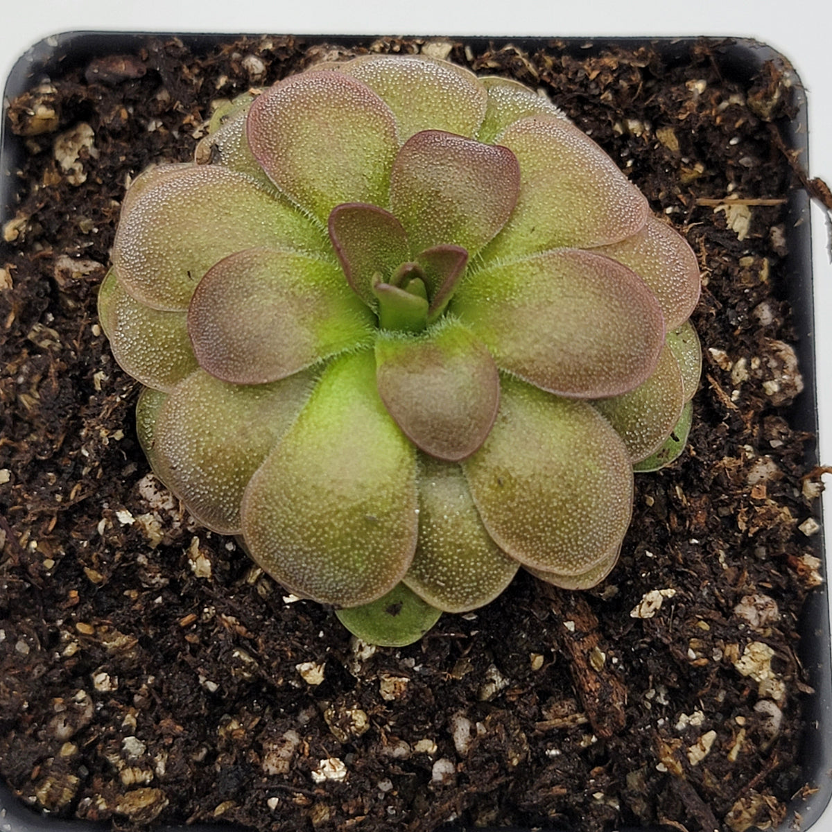 Pinguicula "Guatemala, 3100 m"