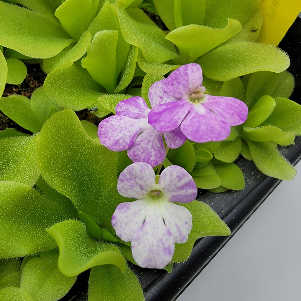 Pinguicula "Pecosita"