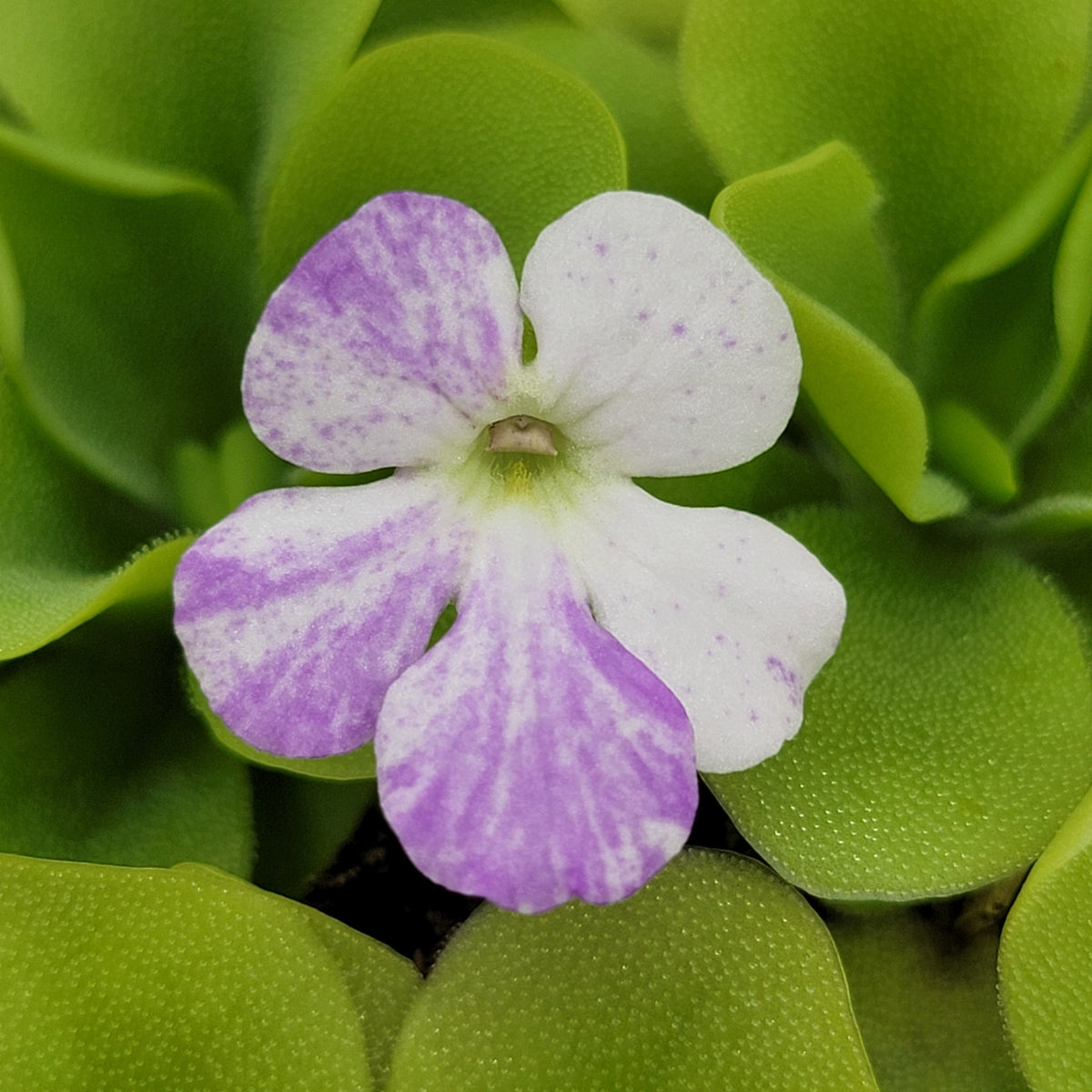 Pinguicula "Pecosita"