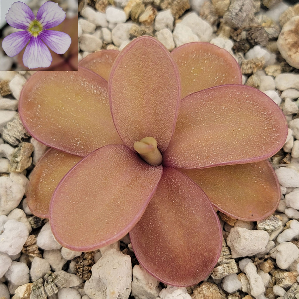Pinguicula 'Riva'