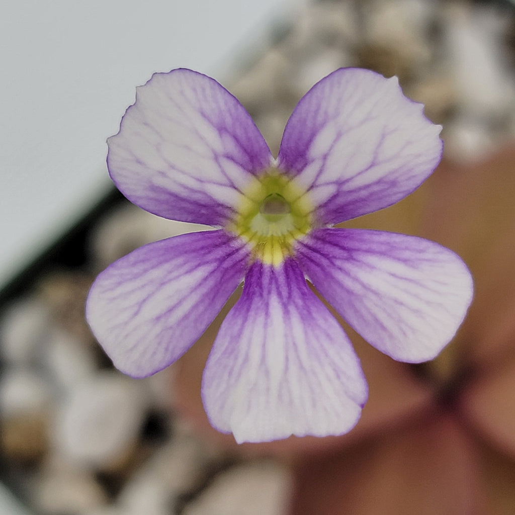 Pinguicula 'Riva'