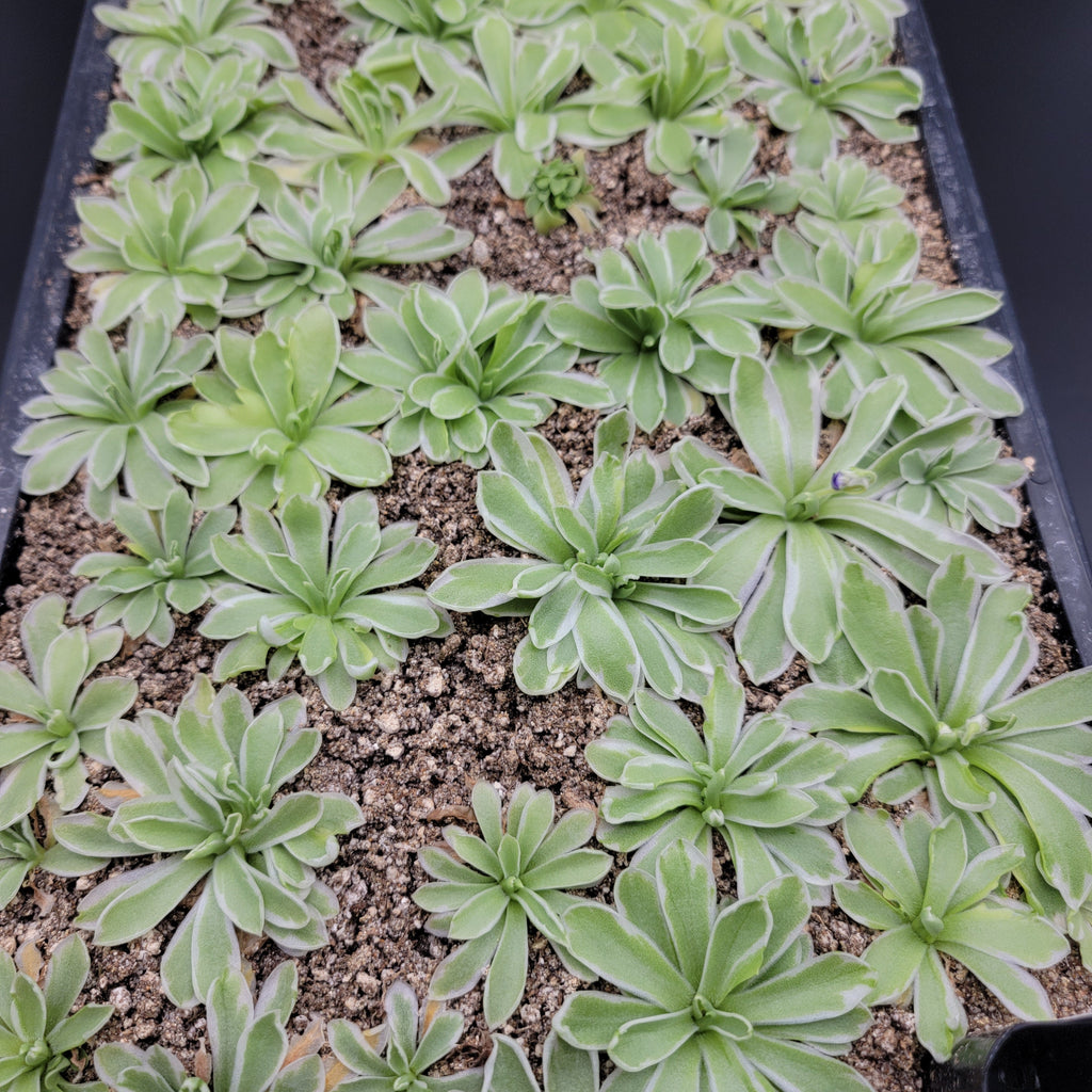Pinguicula "Snow Queen"