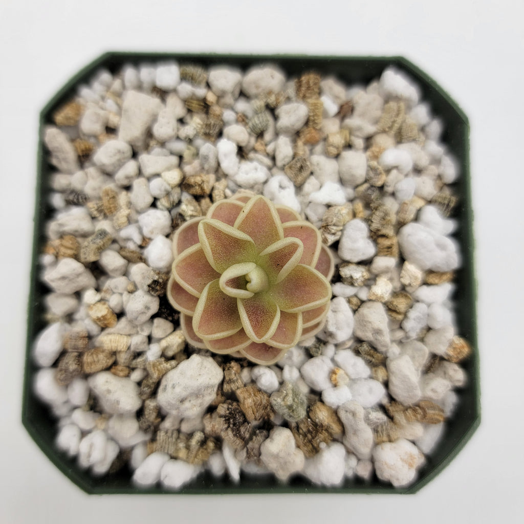 Pinguicula "Yucca Do 1713"