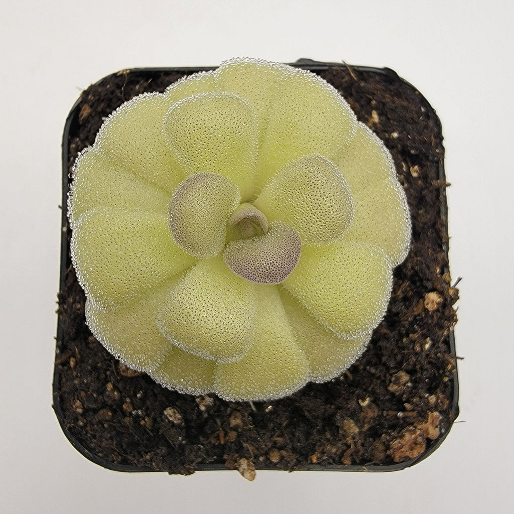 Pinguicula agnata "True Blue" x hemiepiphytica