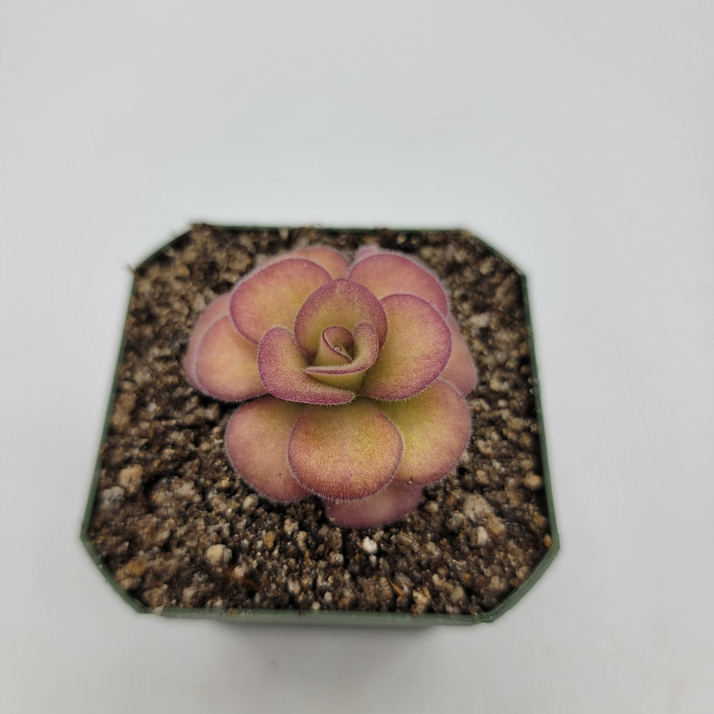 Pinguicula agnata 'El Lobo'