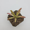 Pinguicula 'Aphrodite'