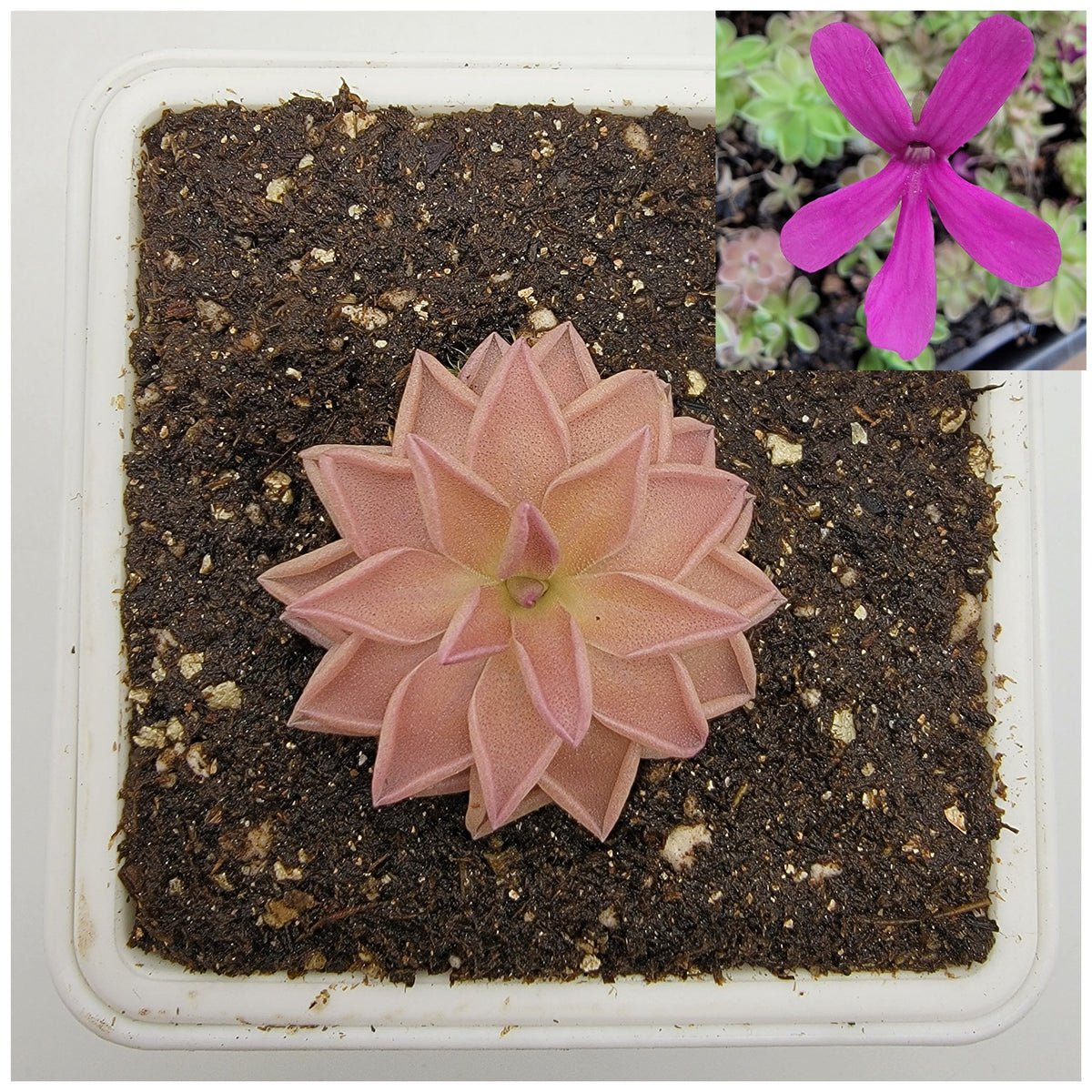 Pinguicula "Estrellita"