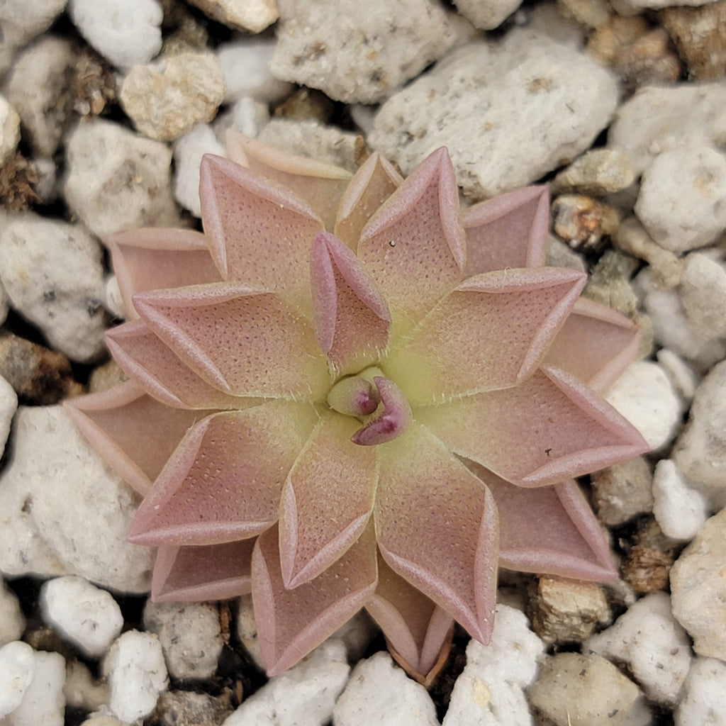 Pinguicula "Estrellita"
