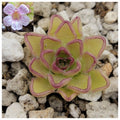 Pinguicula kondoi