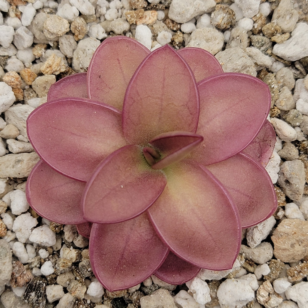 Pinguicula laueana