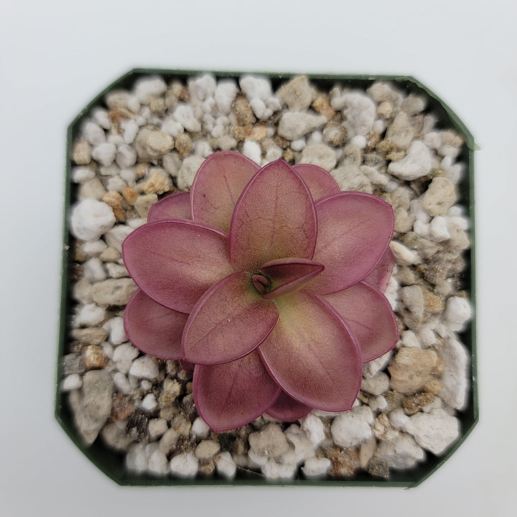 Pinguicula laueana