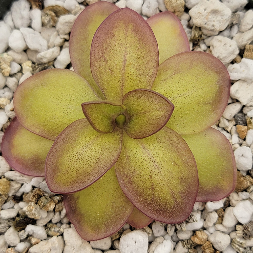 Pinguicula laueana "Narrow Flower"