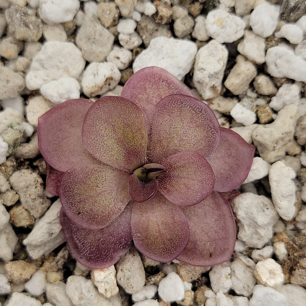 Pinguicula laueana 'Undulate Geranium Flower'