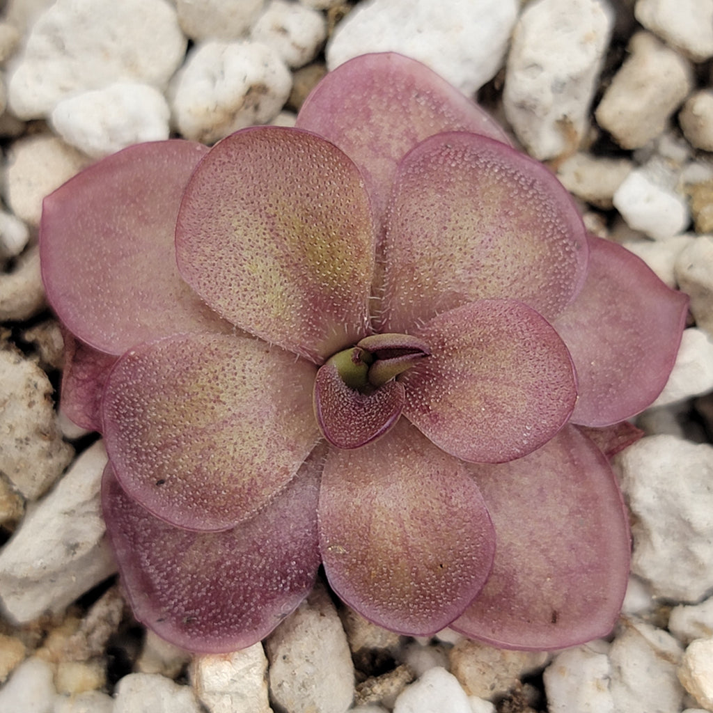 Pinguicula laueana 'Undulate Geranium Flower'