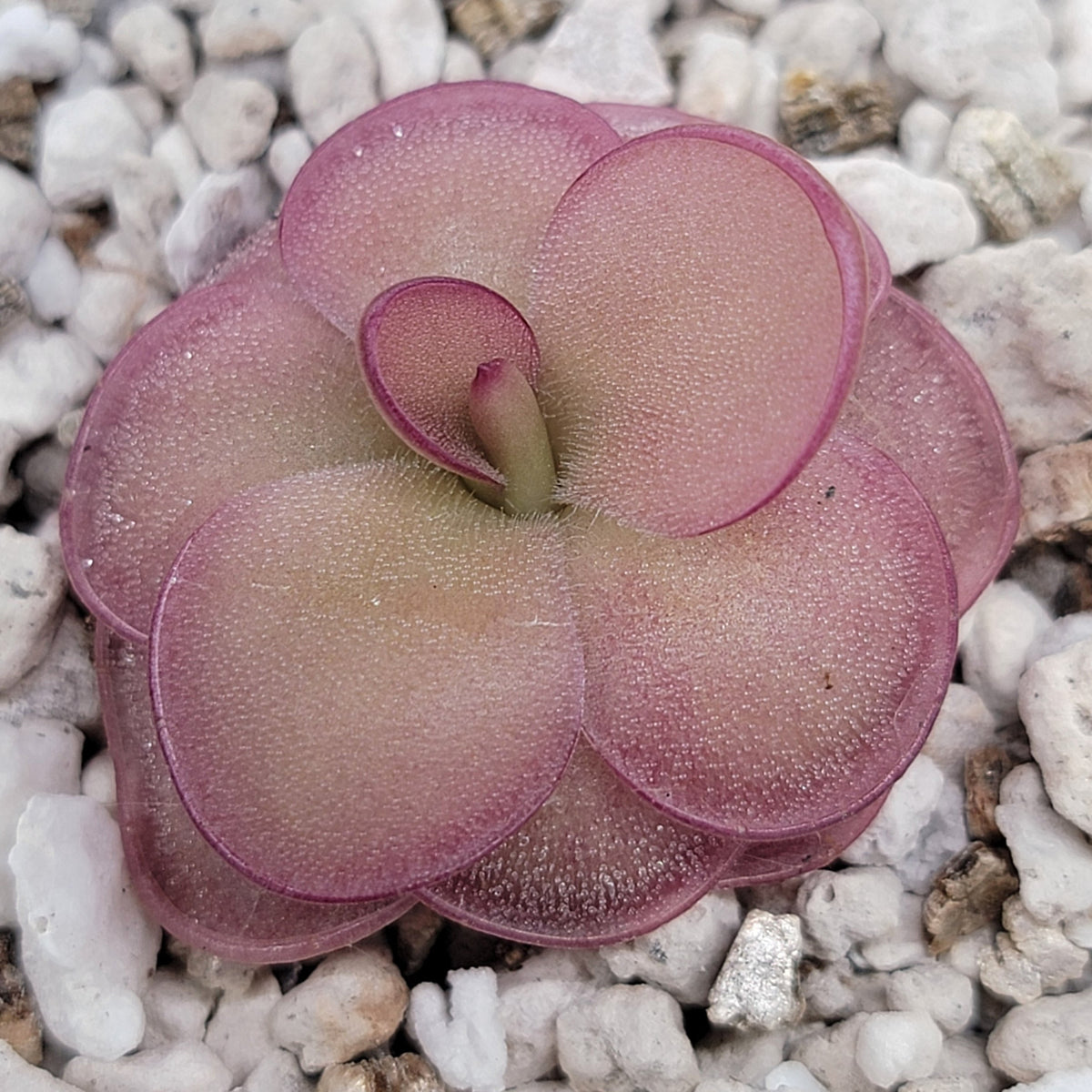 Pinguicula laueana x 'Huahuapan' (Red clone)