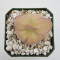 Pinguicula laueana x agnata 'El Lobo'
