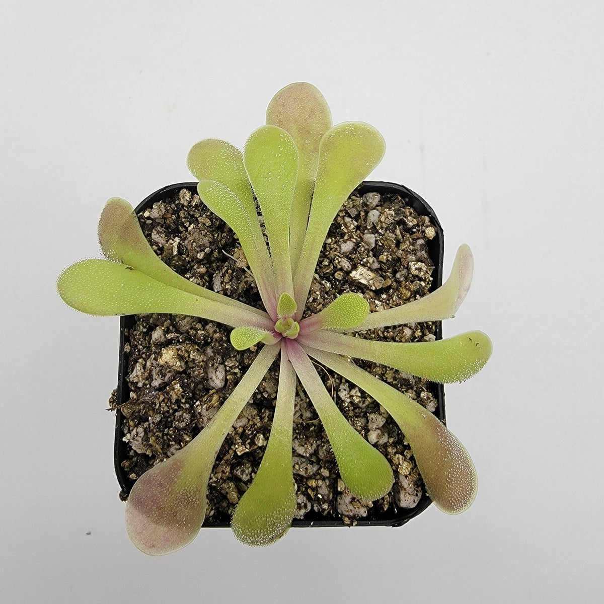 Pinguicula laxifolia