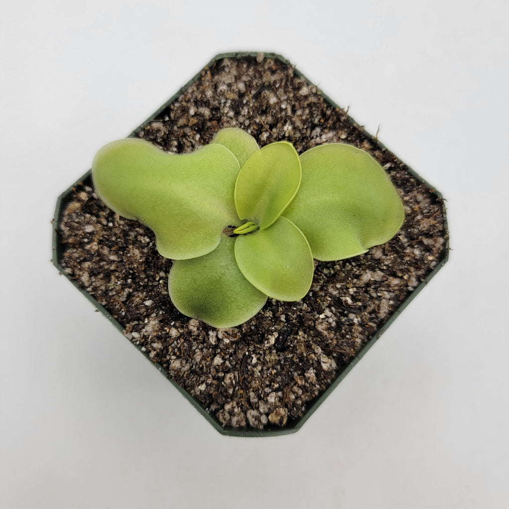Pinguicula macrophylla