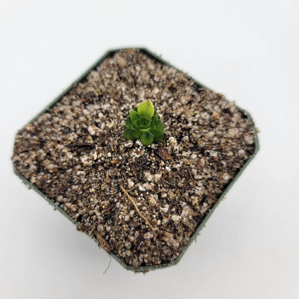 Pinguicula macrophylla