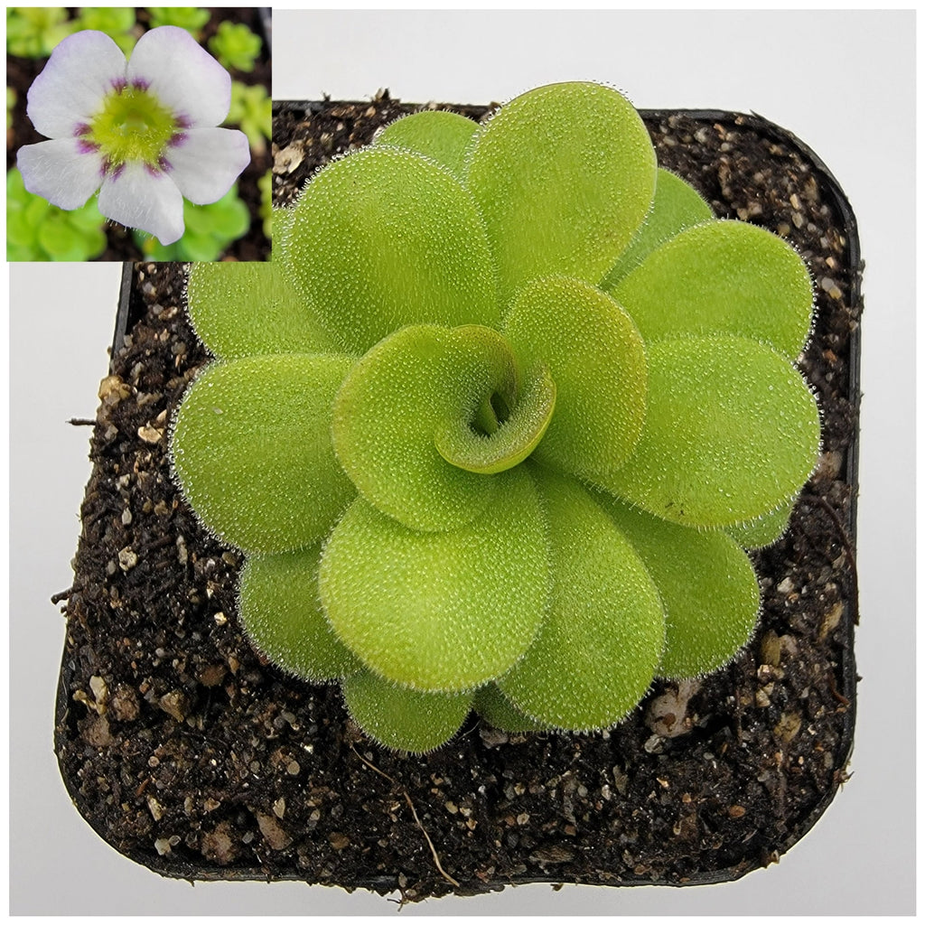 Pinguicula martinezii