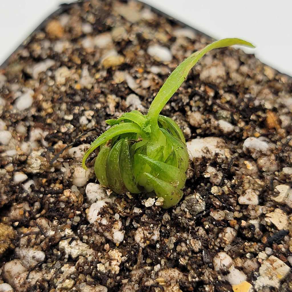 Medusa | Pinguicula medusina