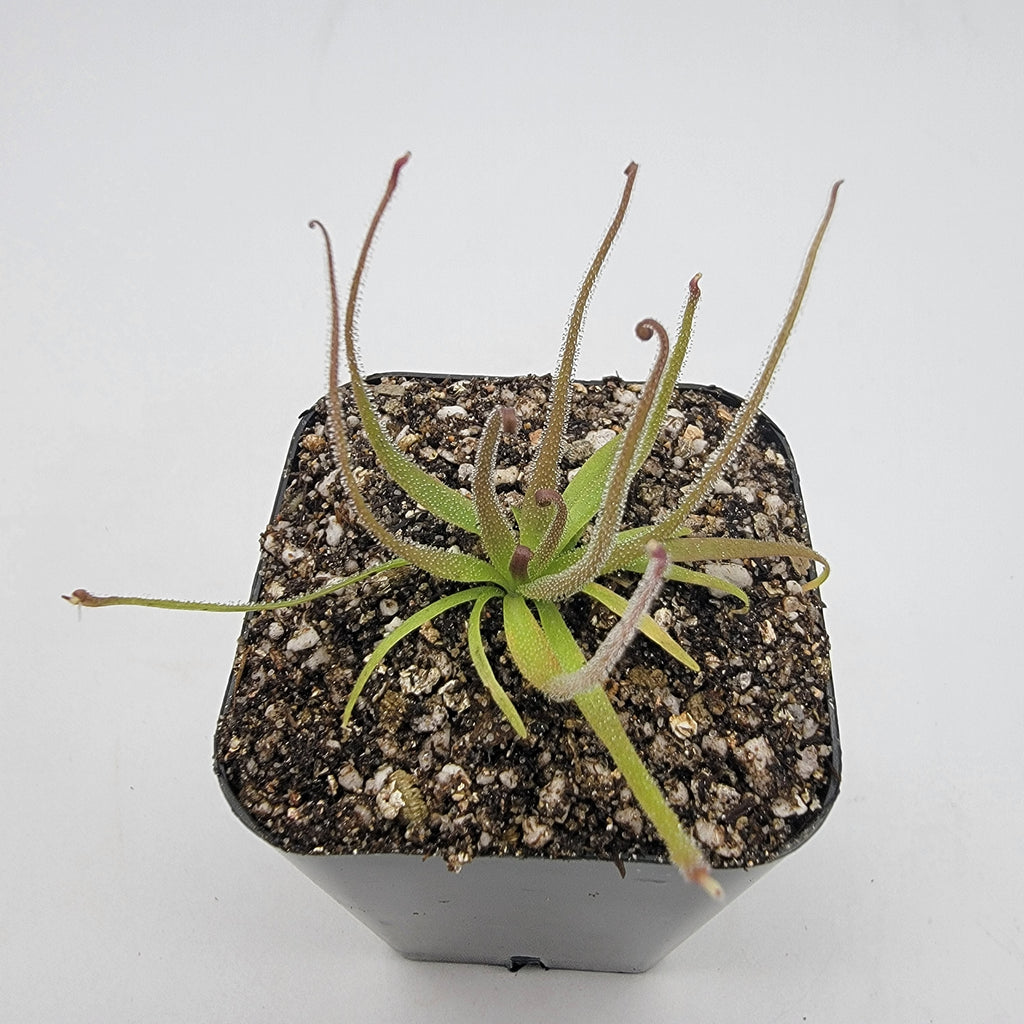Medusa | Pinguicula medusina