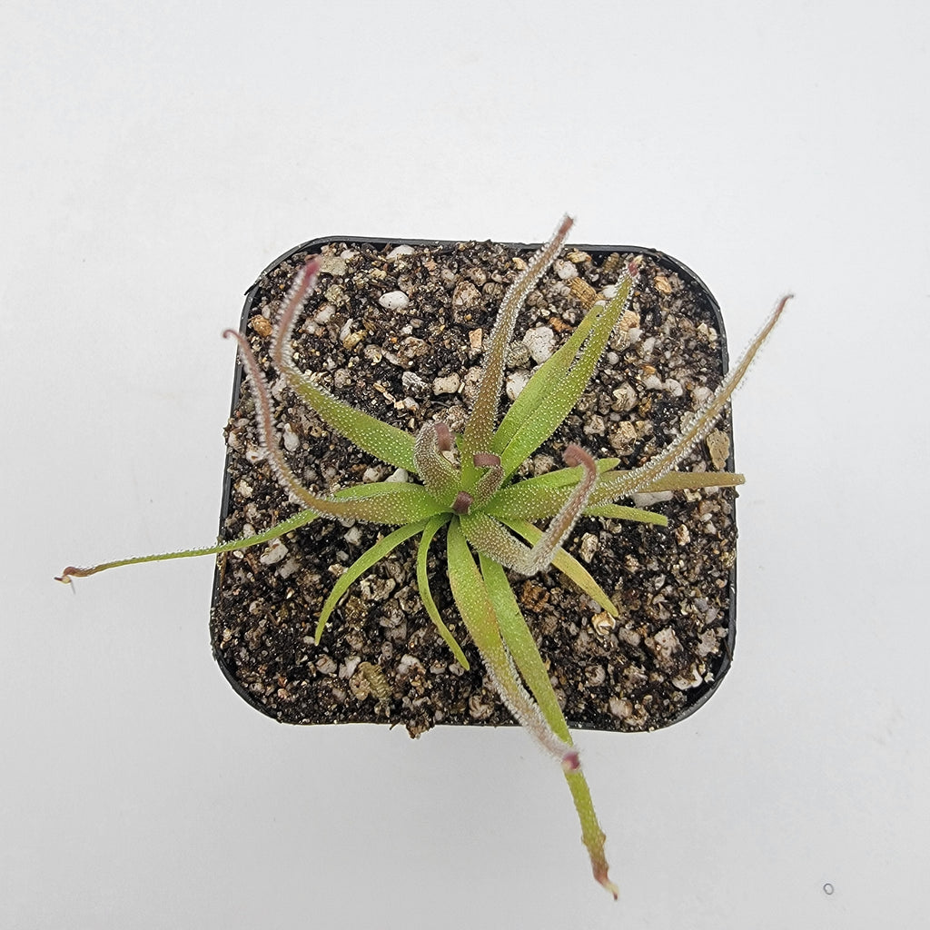 Medusa | Pinguicula medusina